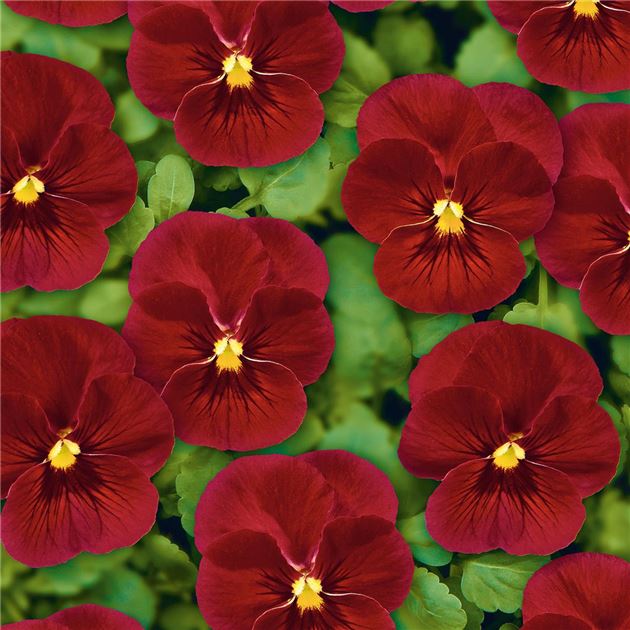 Sarvkannike Ice Babies® F1 Scarlet Fire 10s