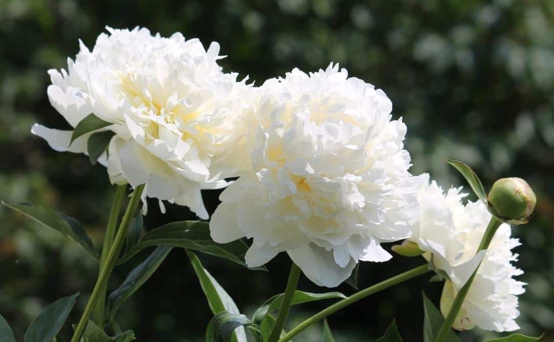 Pojeng Elsa Sass paljasjuurne 1 tk