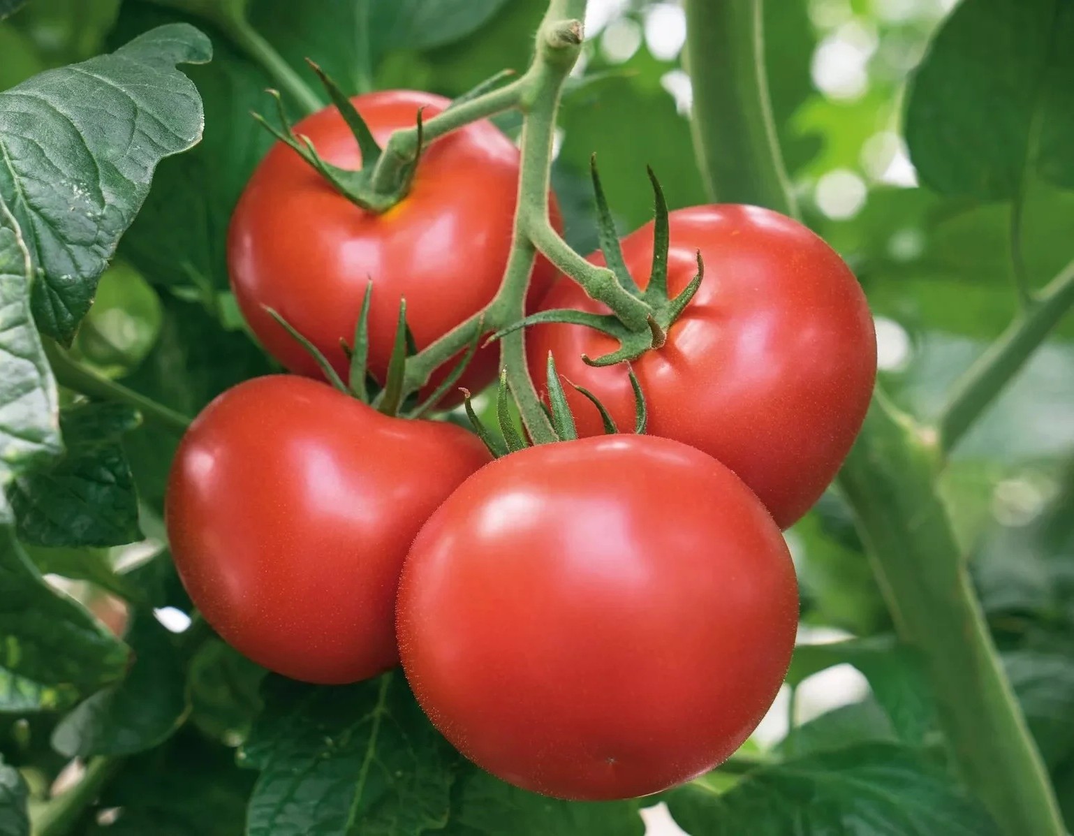 PROFI Tomat Bellfort F1 5 seemet