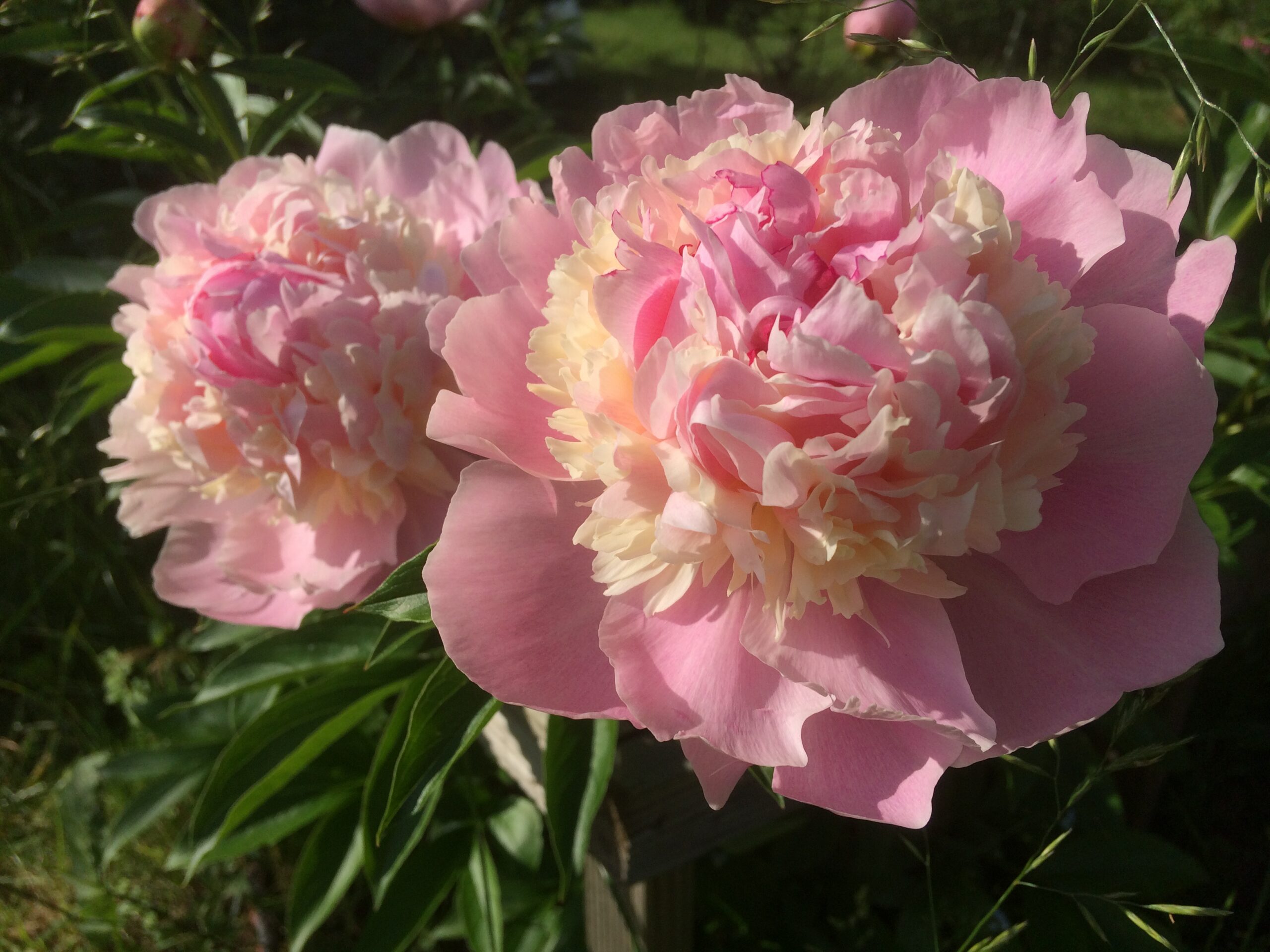 Pojeng Angel Cheeks paljasjuurne 1 tk