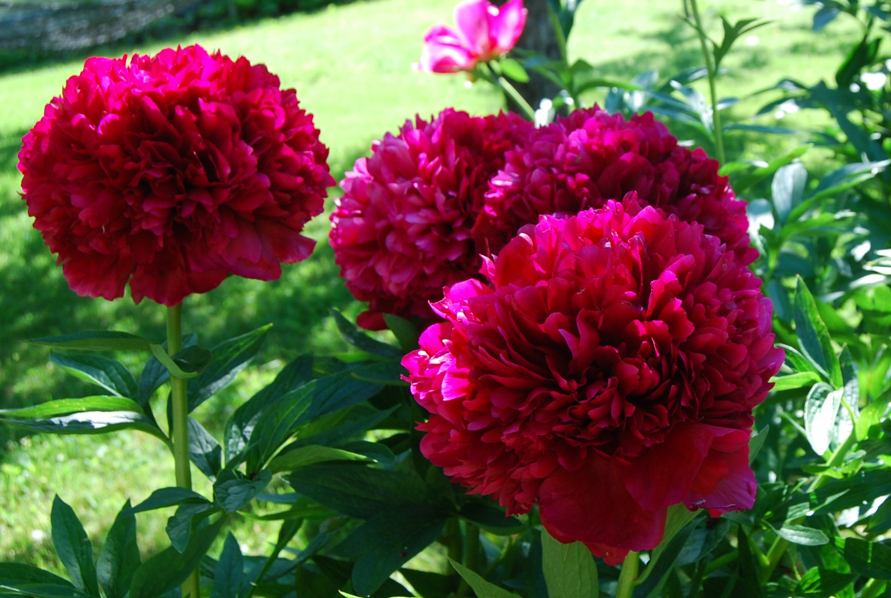 Pojeng Red Grace paljasjuurne 1 tk