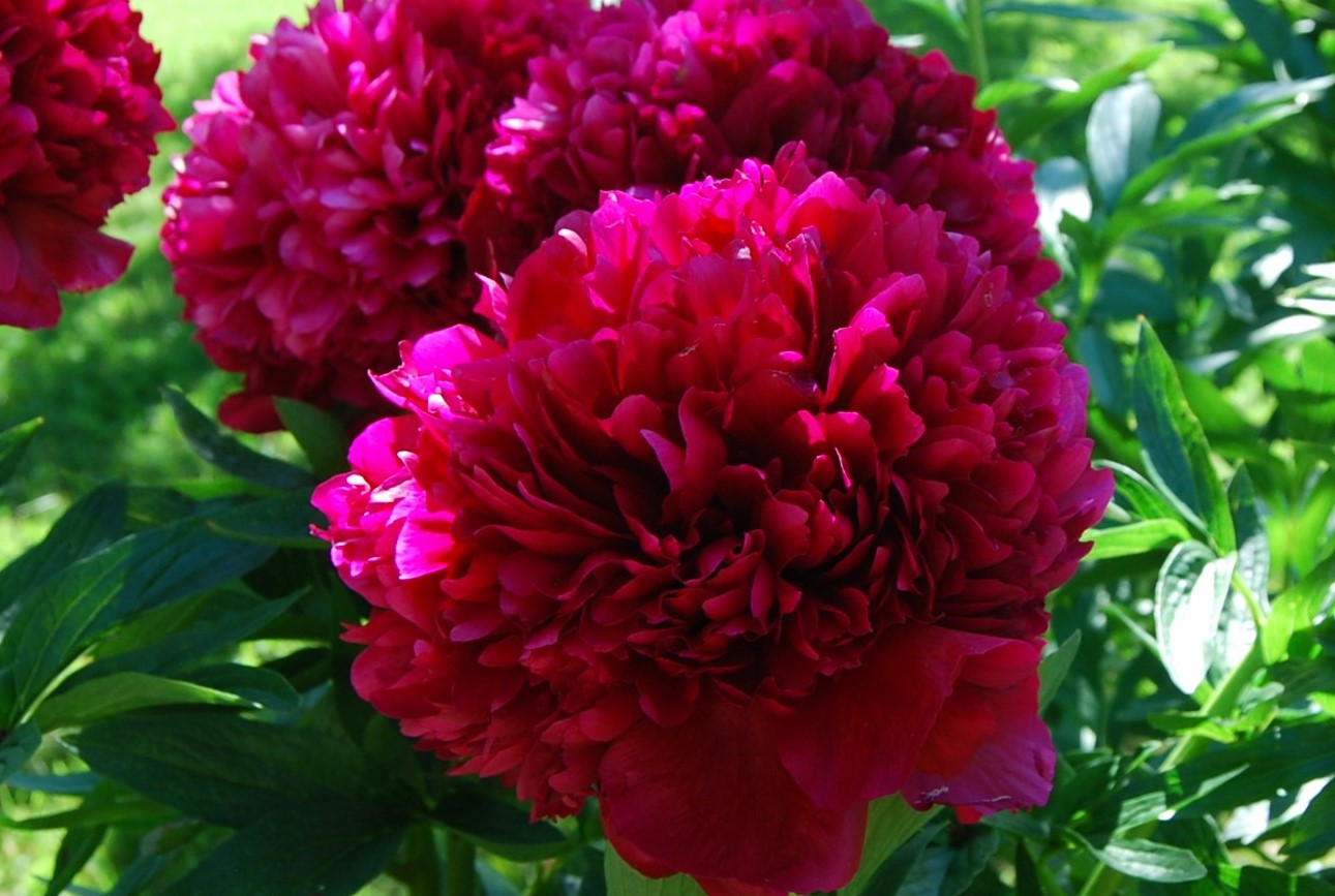 Pojeng Red Grace paljasjuurne 1 tk