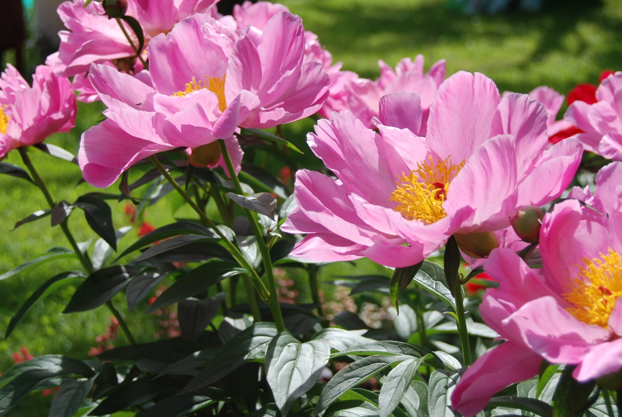 Pojeng Sea Shell paljasjuurne 1 tk