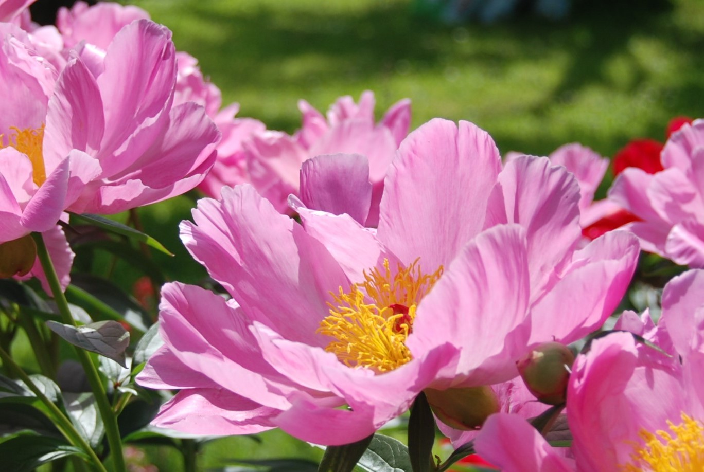 Pojeng Sea Shell paljasjuurne 1 tk