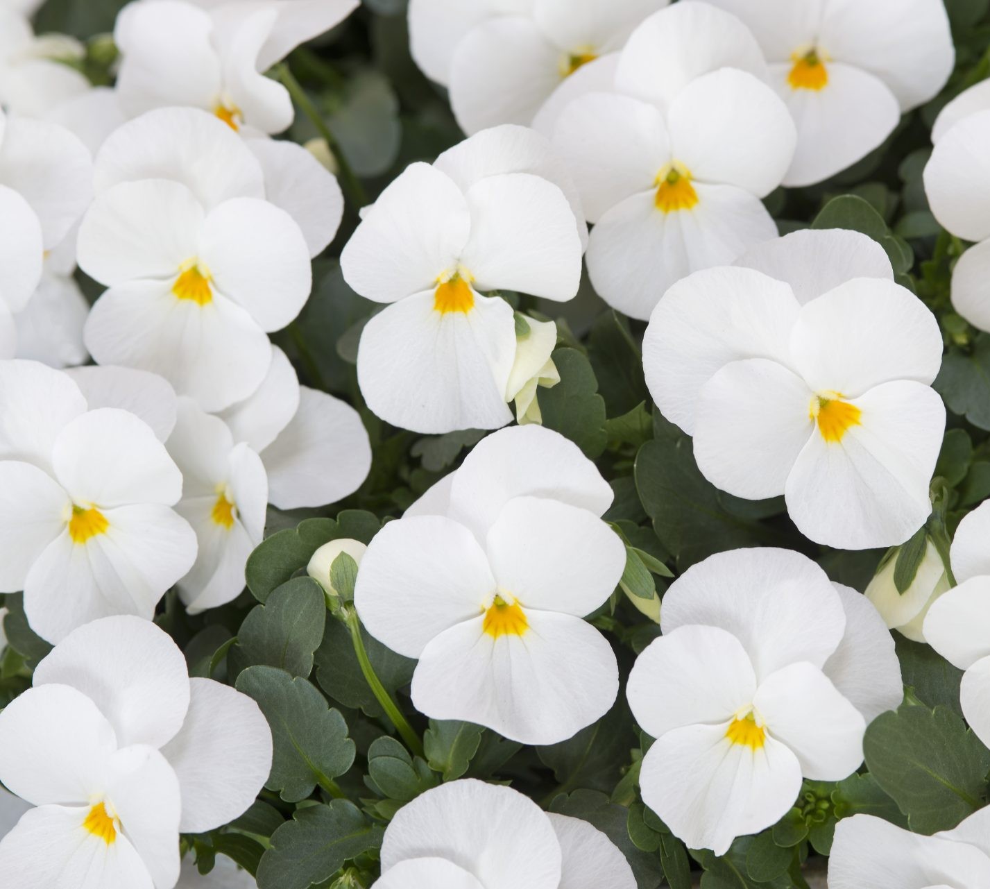 Sarvkannike Ice Babies® F1 White 10s