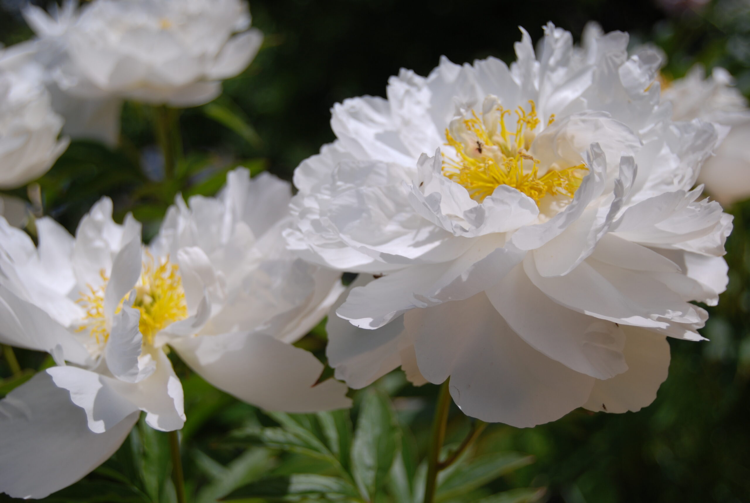 Pojeng Miss America paljasjuurne 1tk