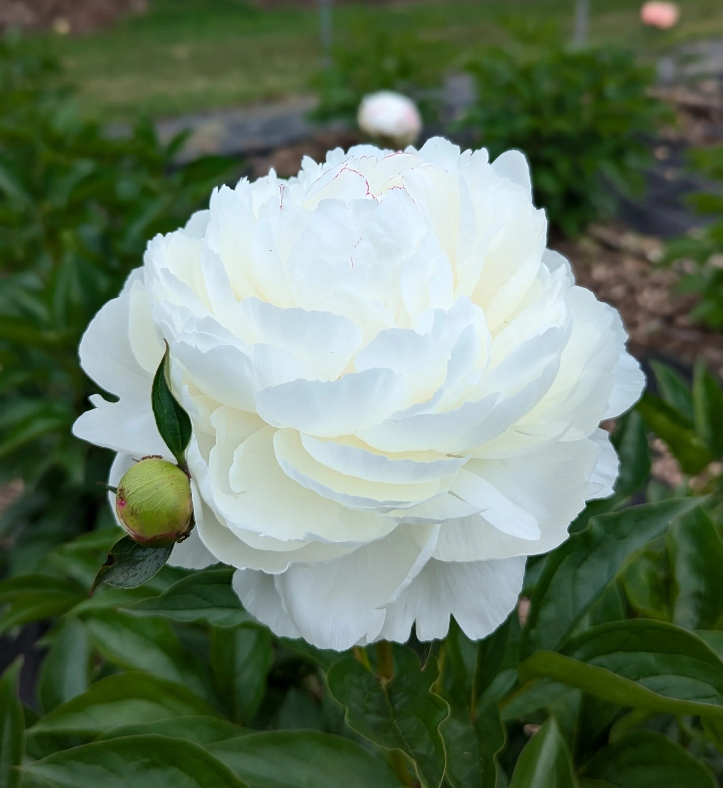 Pojeng Elsa Sass paljasjuurne 1 tk