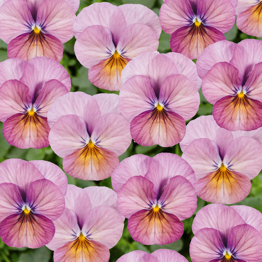 Sarvkannike Ice Babies® F1 Caramel Pink 10s