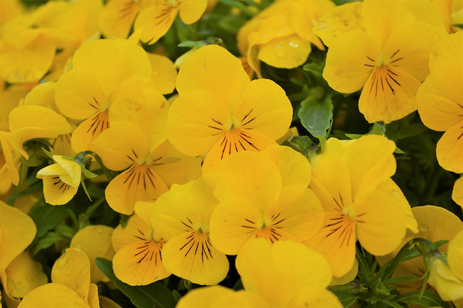 Sarvkannike Ice Babies® F1 Golden Yellow 10s