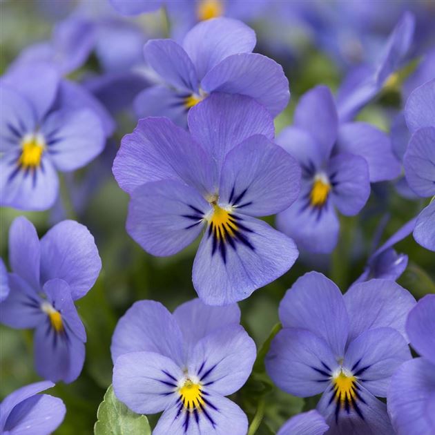 Sarvkannike Ice Babies® F1 Sky Blue 10s