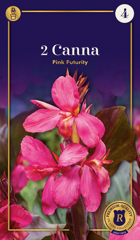 Kanna Pink Futurity 1tk