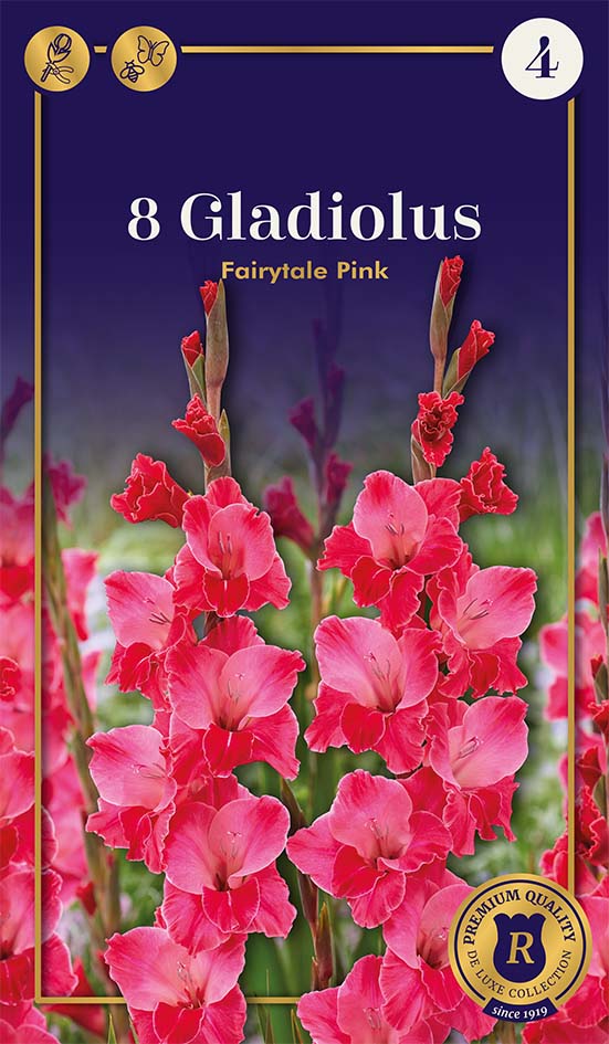 Gladiool Fairytale Pink 8 tk