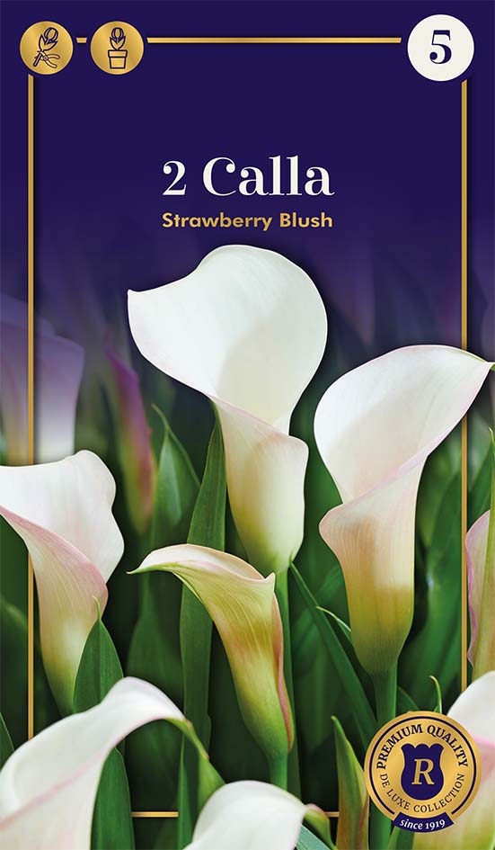 Kalla Strawberry Blush 2 tk