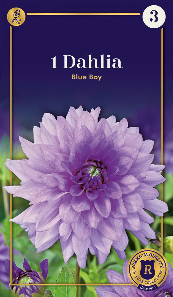 Daalia Blue Boy 1 tk