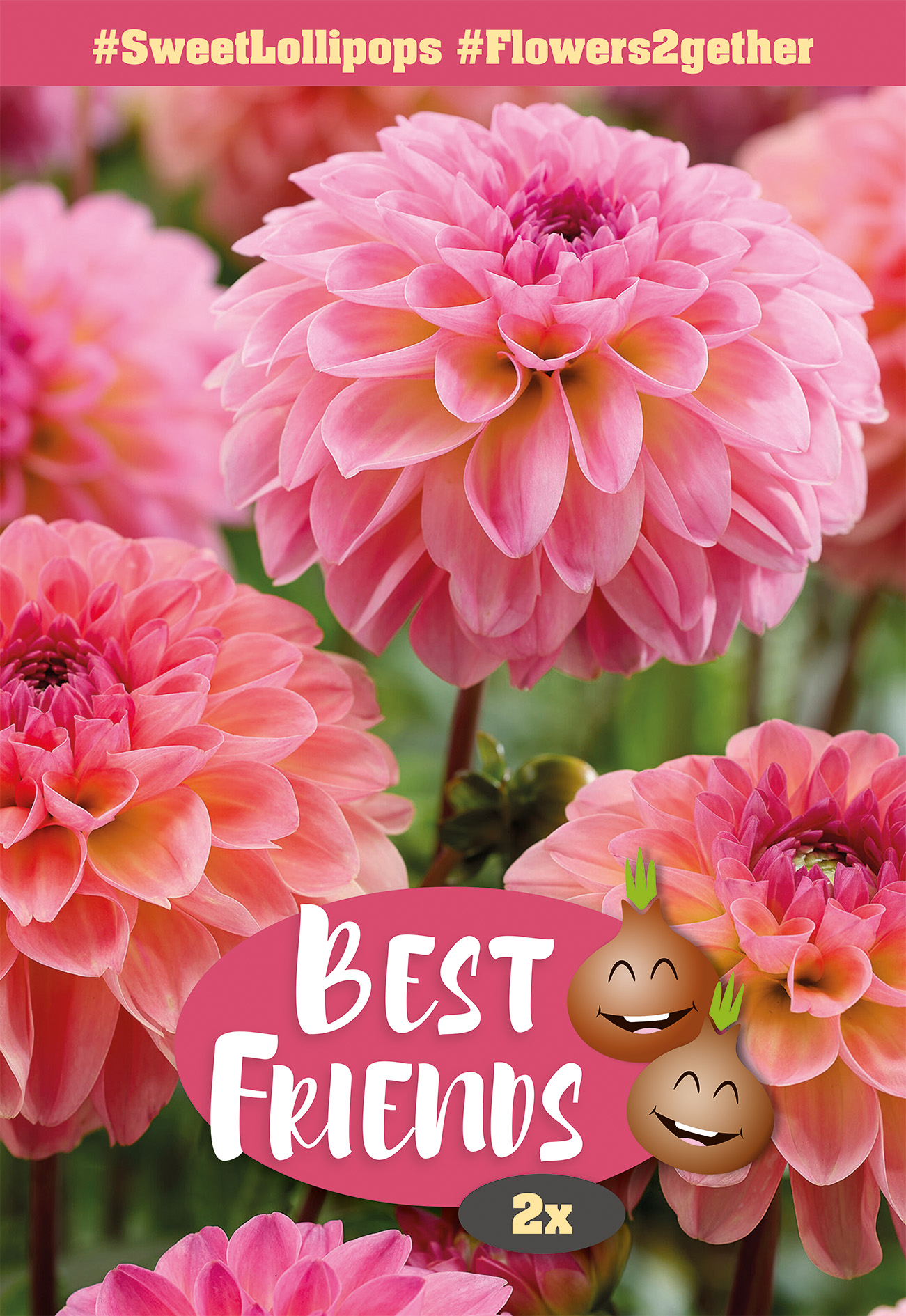 Daaliate segu Sweet Lollipops