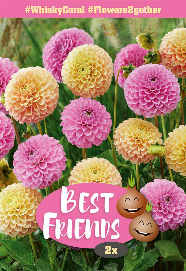 Daaliate segu Whisky Coral