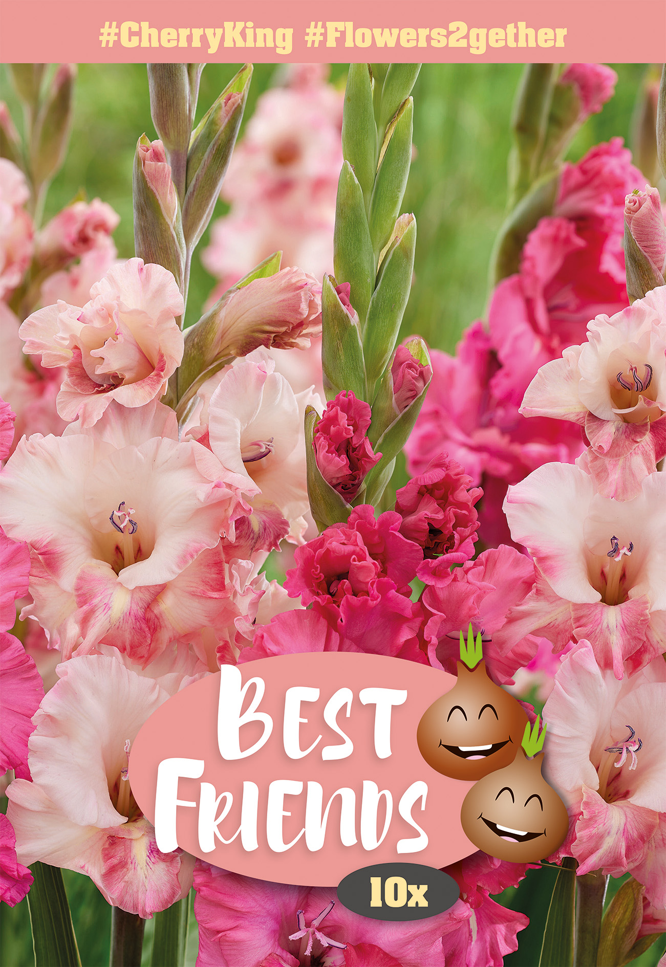 Gladioolide segu Cherry King 10 tk