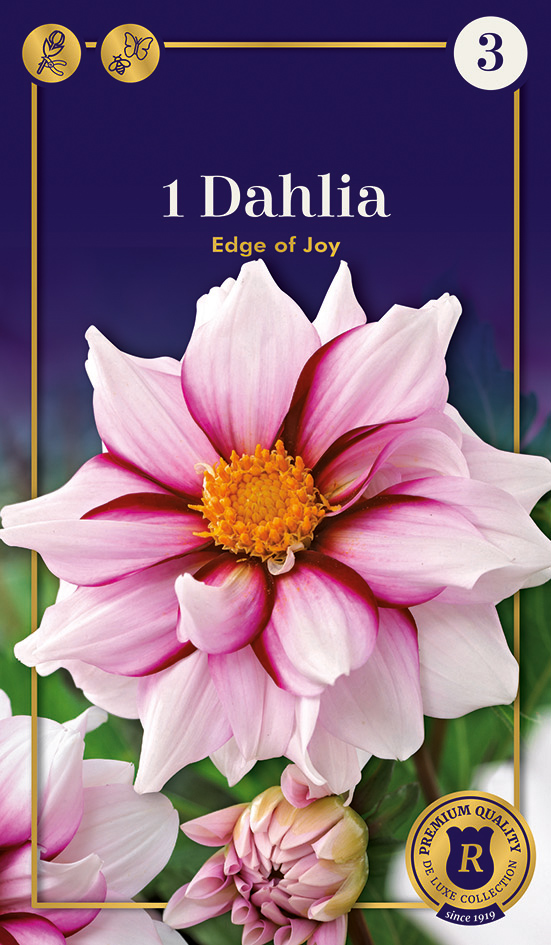 Daalia Edge of Joy 1 tk