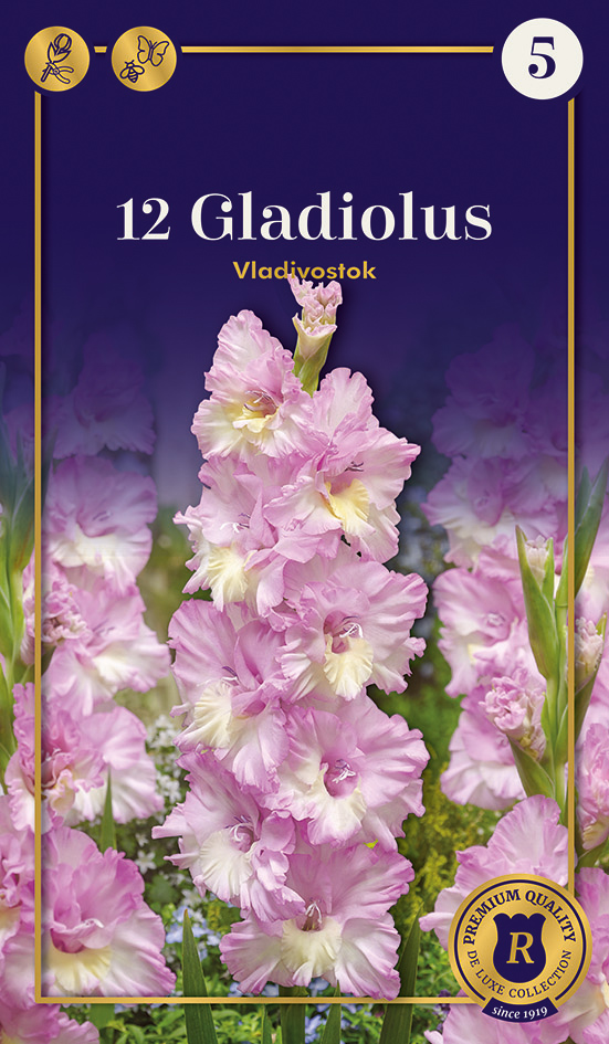 Gladiool Vladivostok 12 tk