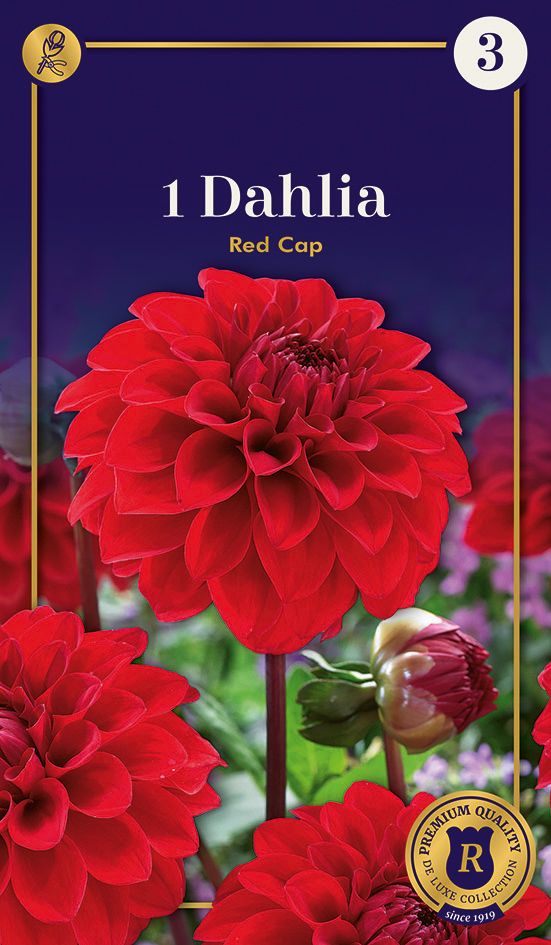 Daalia Red Cap 1 tk