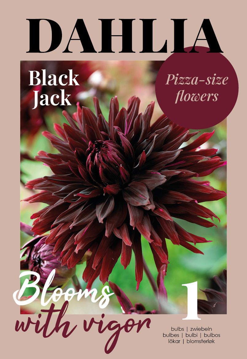 Daalia Black Jack 1 tk