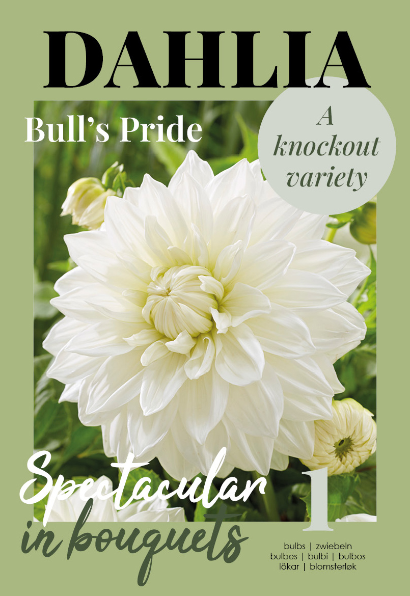 Daalia Bull`s Pride 1 tk