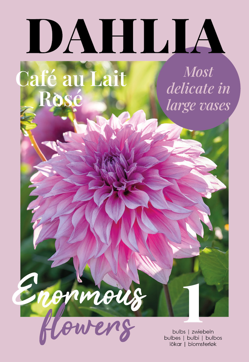 Daalia Cafe au Lait Rose 1 tk