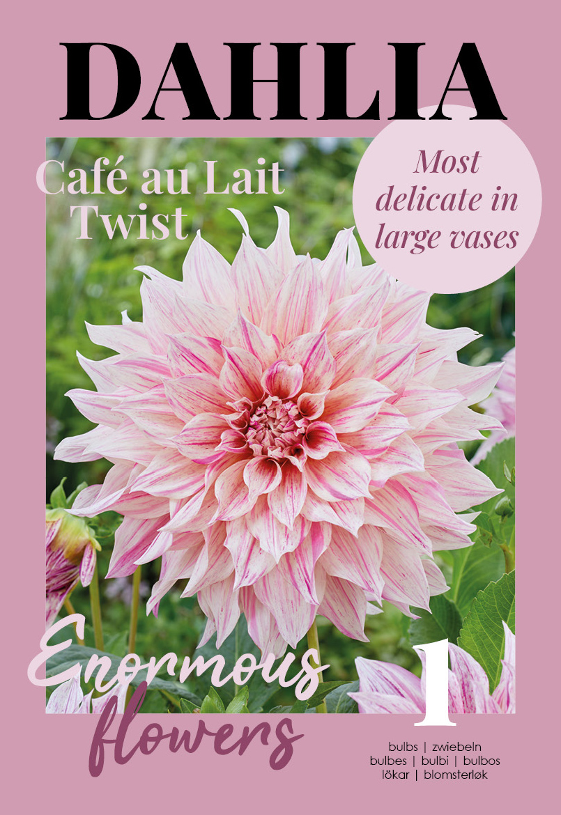 Daalia Cafe au Lait Twist 1 tk