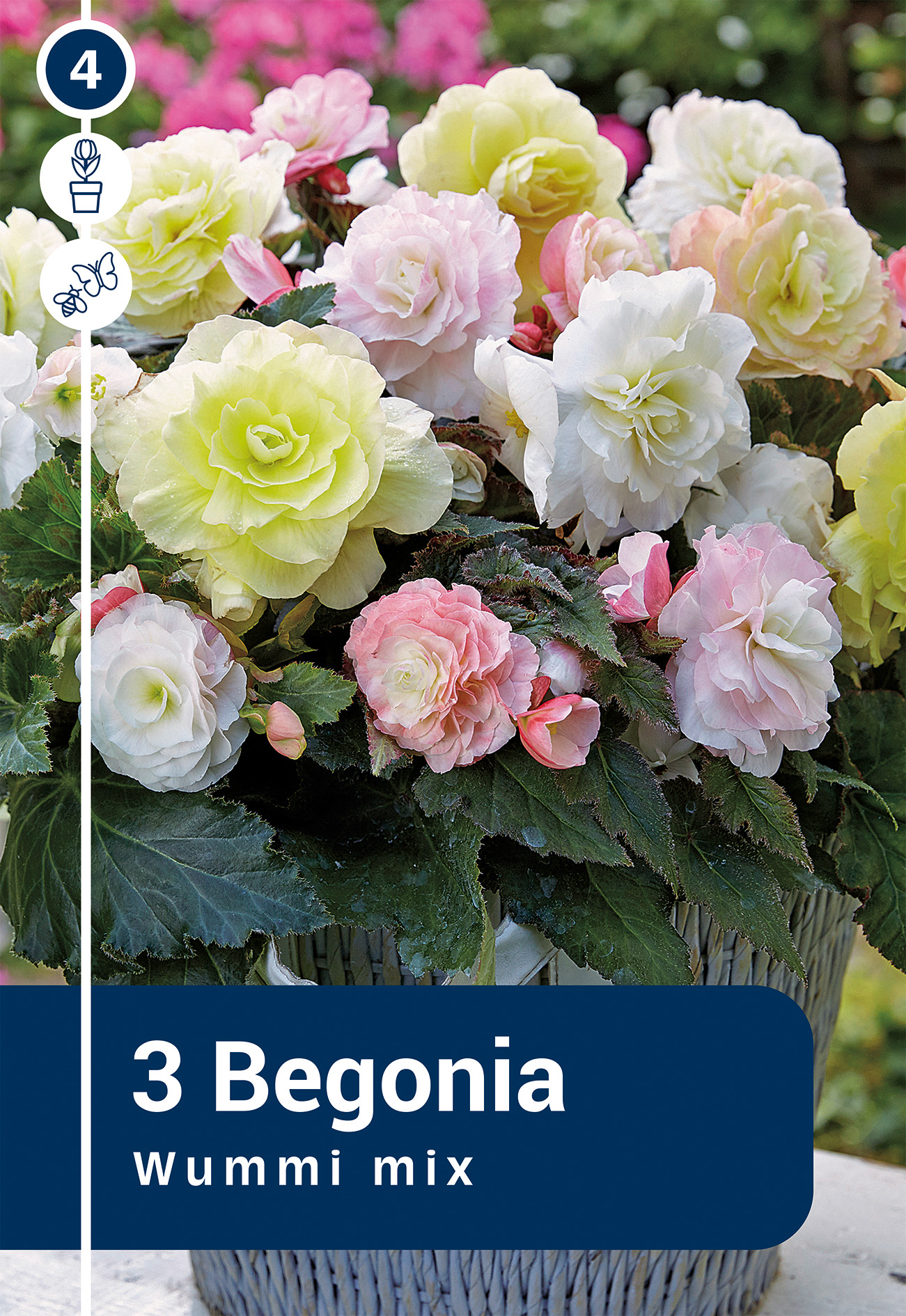 Begoonia Wummi mix 3 tk
