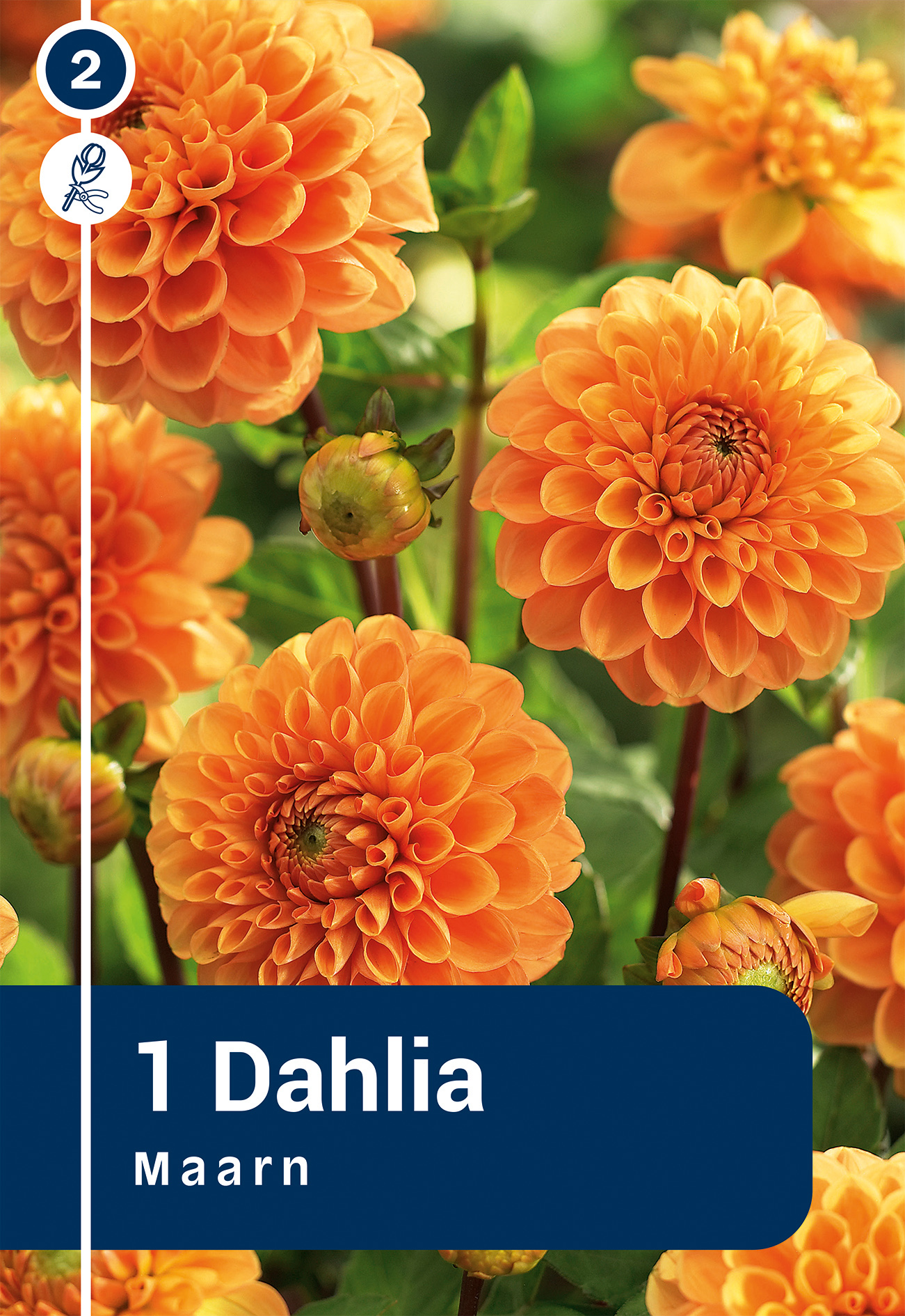 Daalia Maarn 1 tk