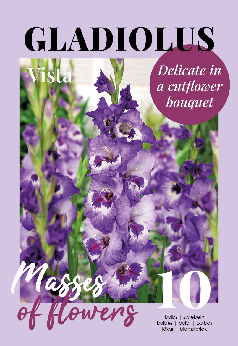 Gladiool Vista 10 tk
