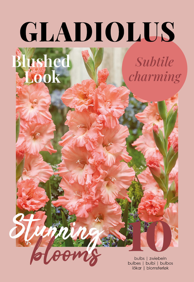 Gladiool Blushed Look 10 tk