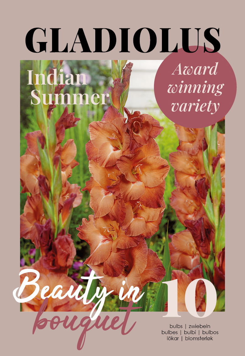 Gladiool Indian Summer 10 tk