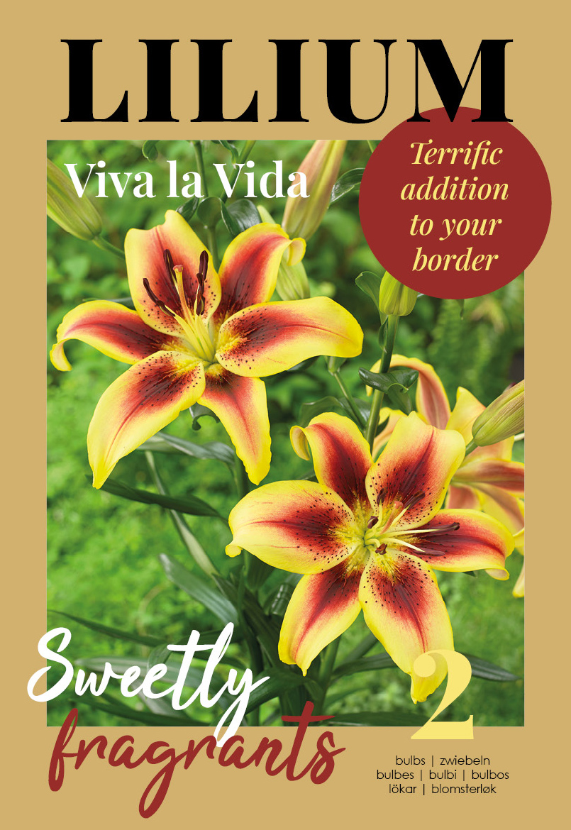 Liilia Viva La Vida 2 tk