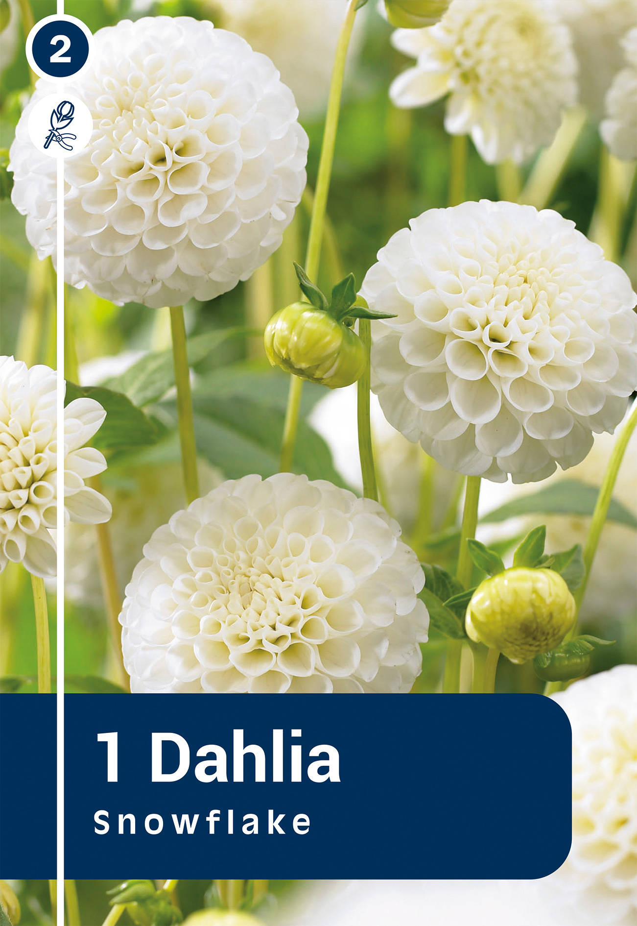 Daalia Snowflake 1 tk