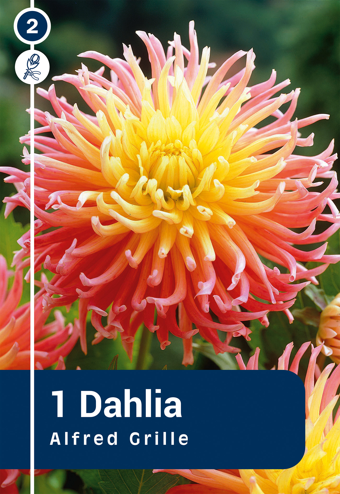 Daalia Alfred Grille 1 tk