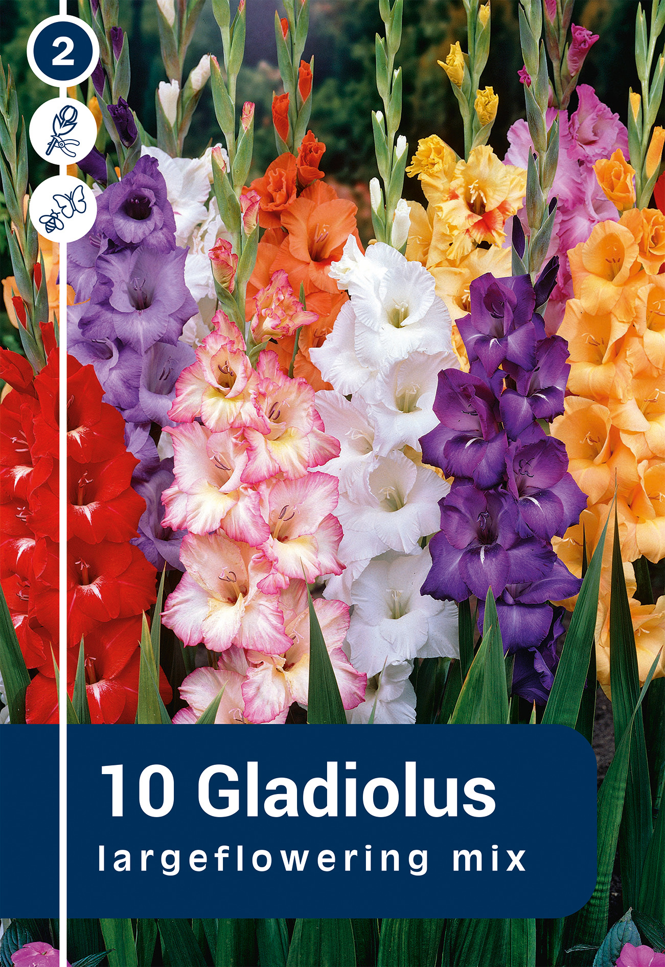 Gladiool suureõieline värvide segu 10 tk