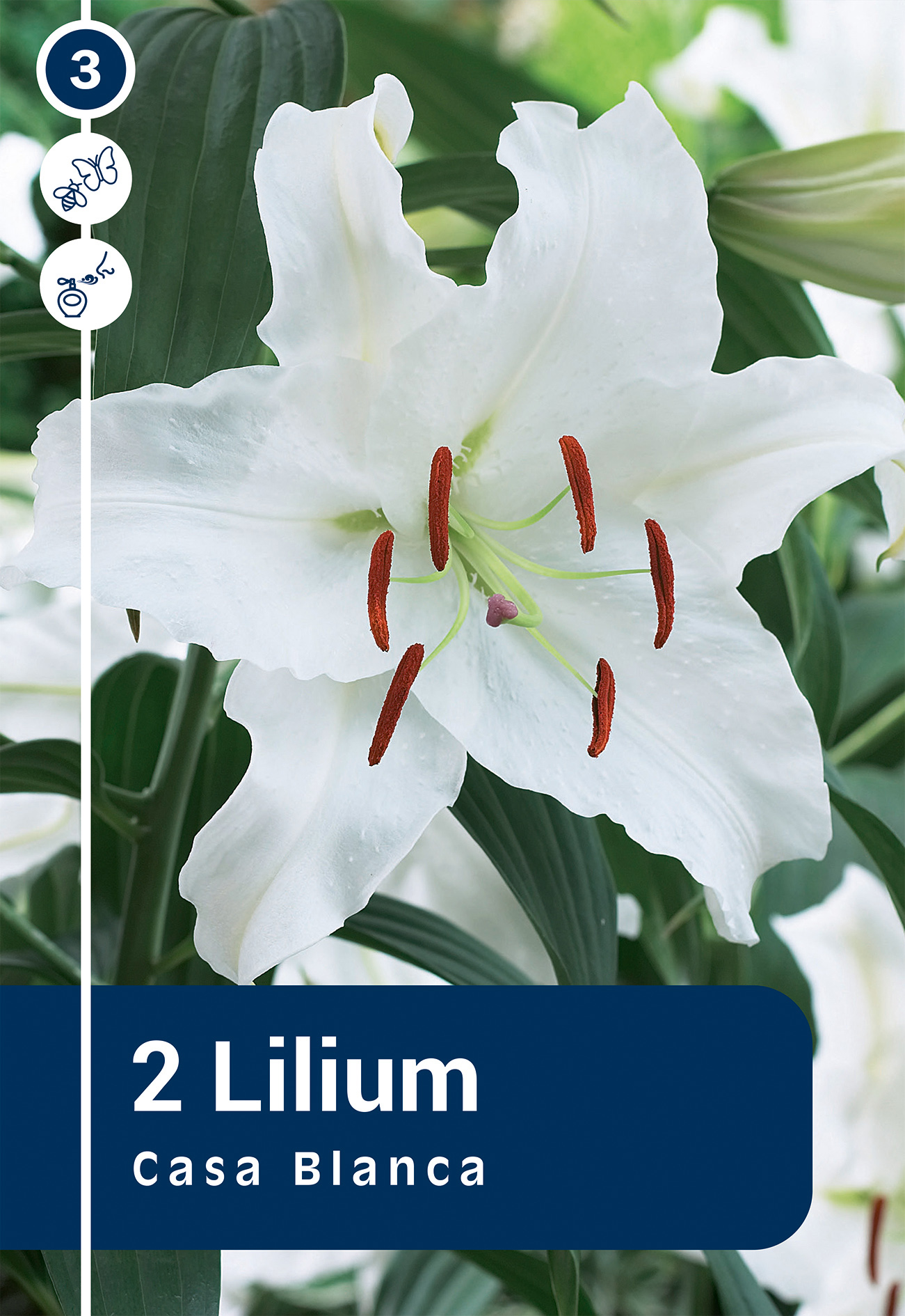 Liilia Casa Blanca 2 tk