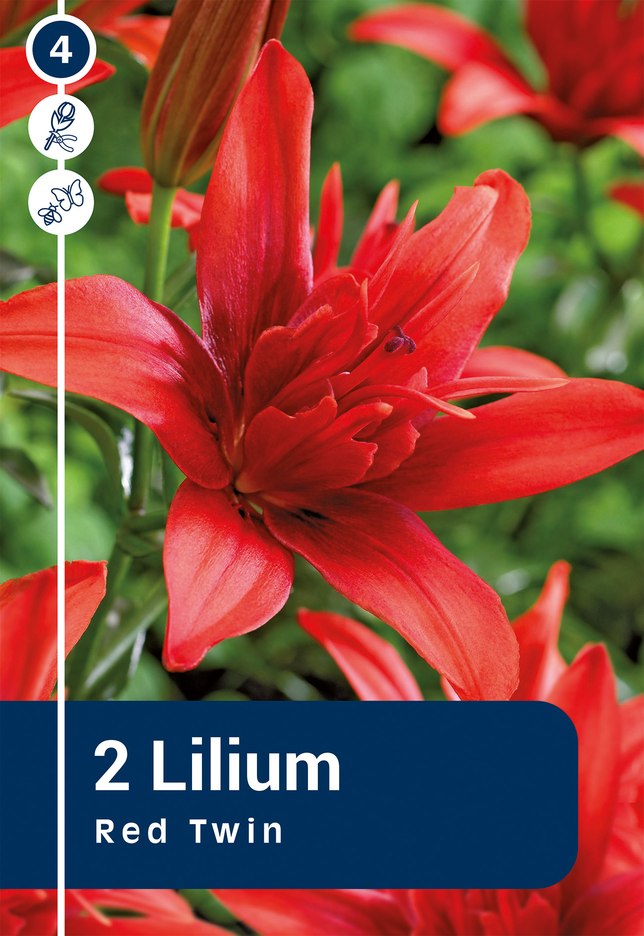 Liilia Red Twin 2 tk
