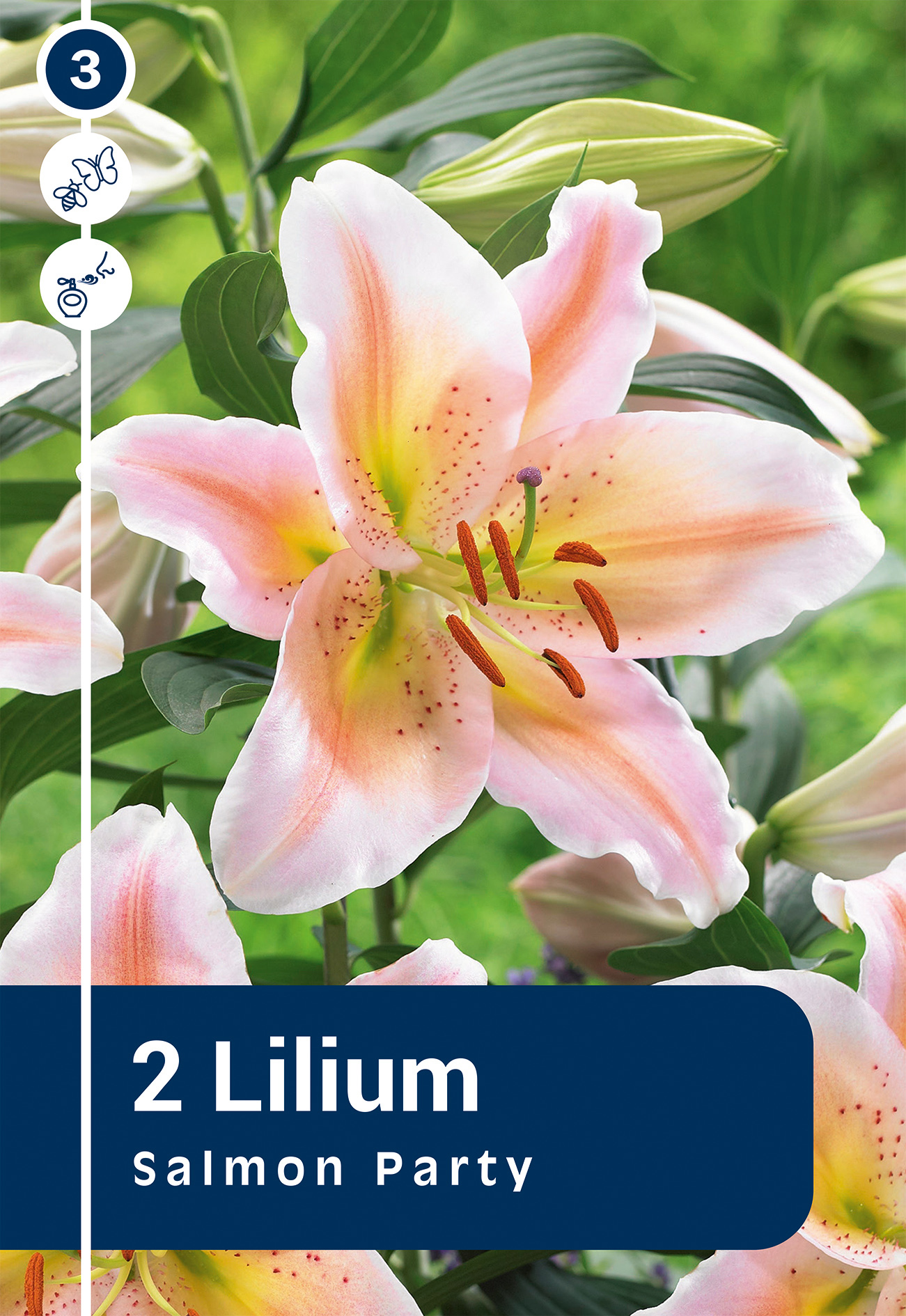 Liilia Salmon Party 2 tk