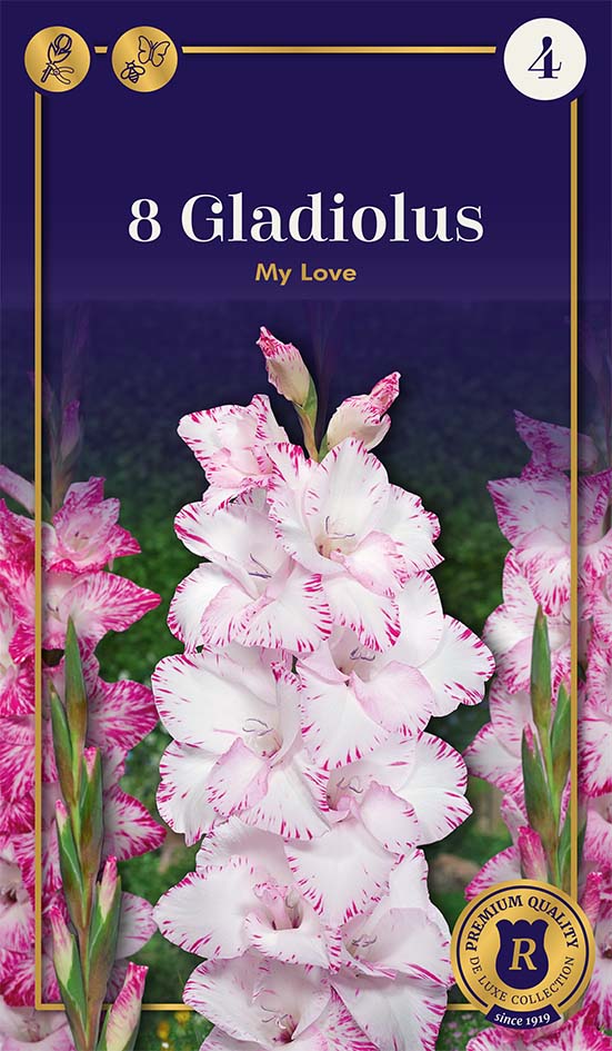 Gladiool My Love 8 tk