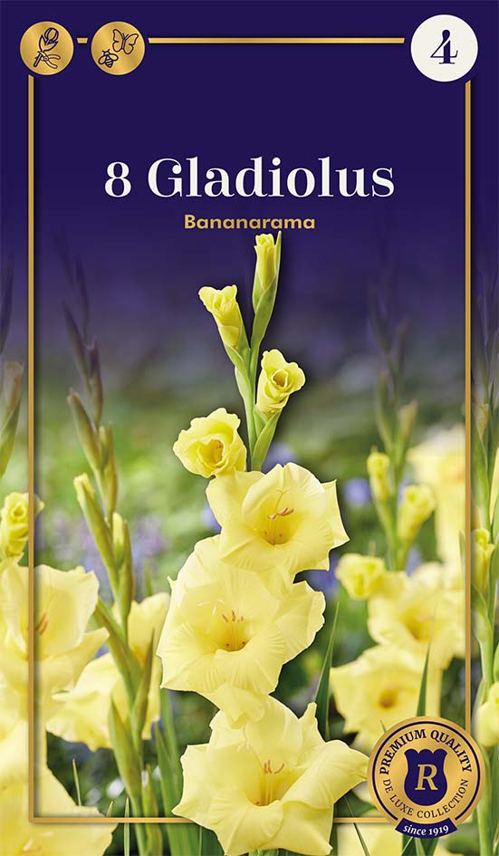 Gladiool Bananarama 8 tk