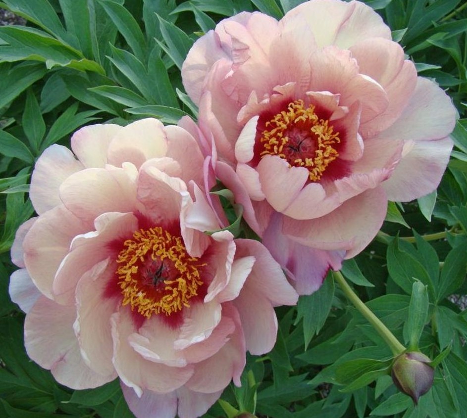 Pojeng ITOH Berry Berry Fine paljasjuurne 1 tk