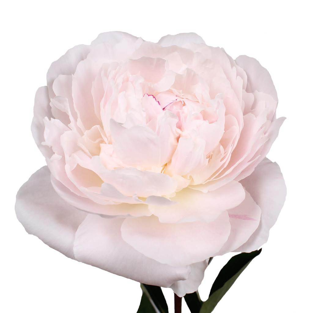 Pojeng Odile paljasjuurne 1 tk