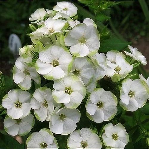 Aed-leeklill Jade paljasjuurne 1 tk