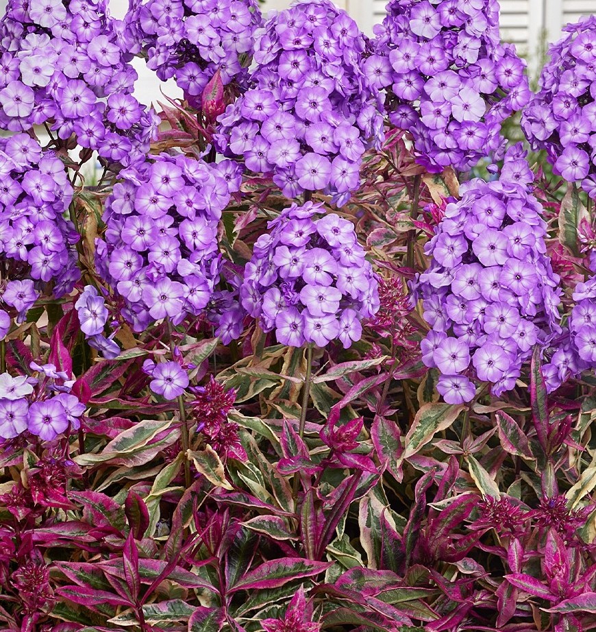 Aed-leeklill Olympus paljasjuurne 1 tk