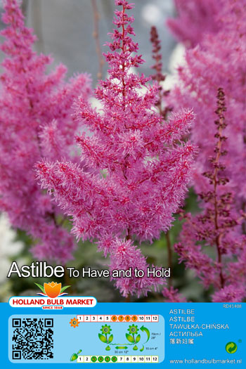 Astilbe hiina To Have and to Hold 1 tk