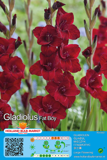 Gladiool Fat Boy 1 tk