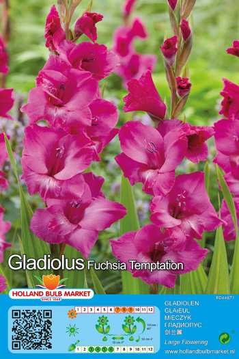 Gladiool Fuchsia Temptation 1 tk