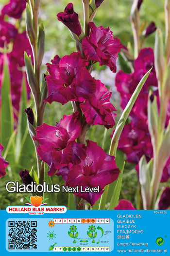 Gladiool Next Level 1 tk